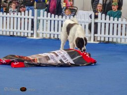 Haustiermesse am 1.03.2026